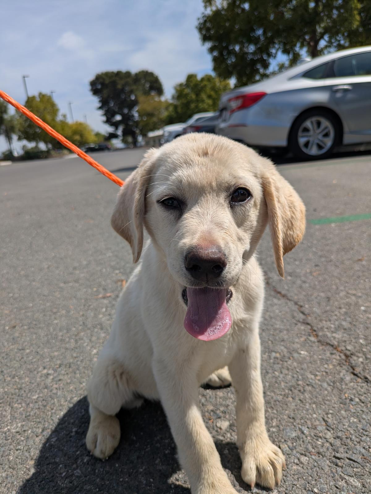 Cosmopolitan Puppy -Geneva - Adopted