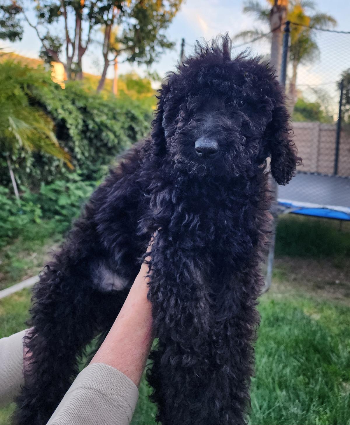 Farm Puppy - June