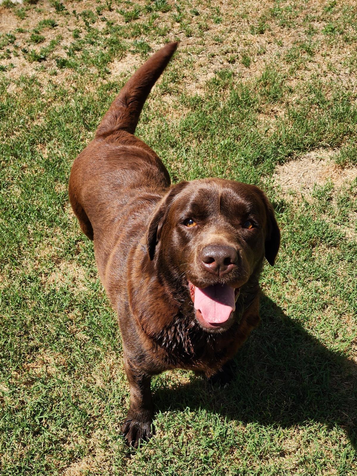 Brandy - Adoption Pending