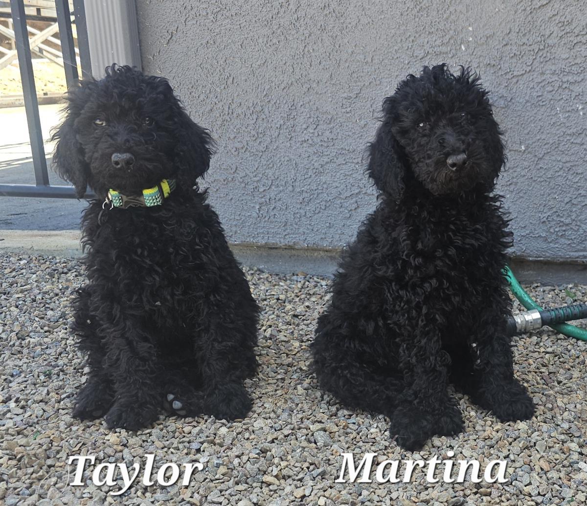 Farm Puppy - Martina