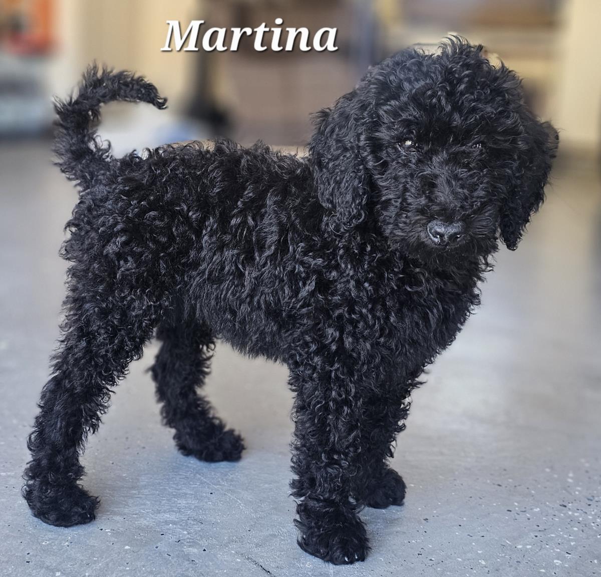 Farm Puppy - Martina