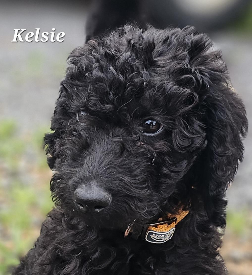Farm Puppy - Kelsea