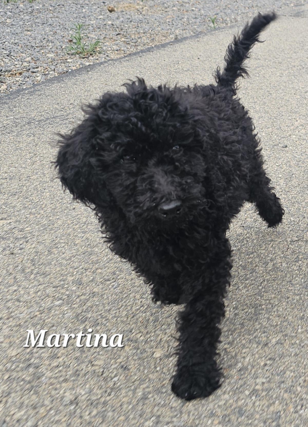Farm Puppy - Martina