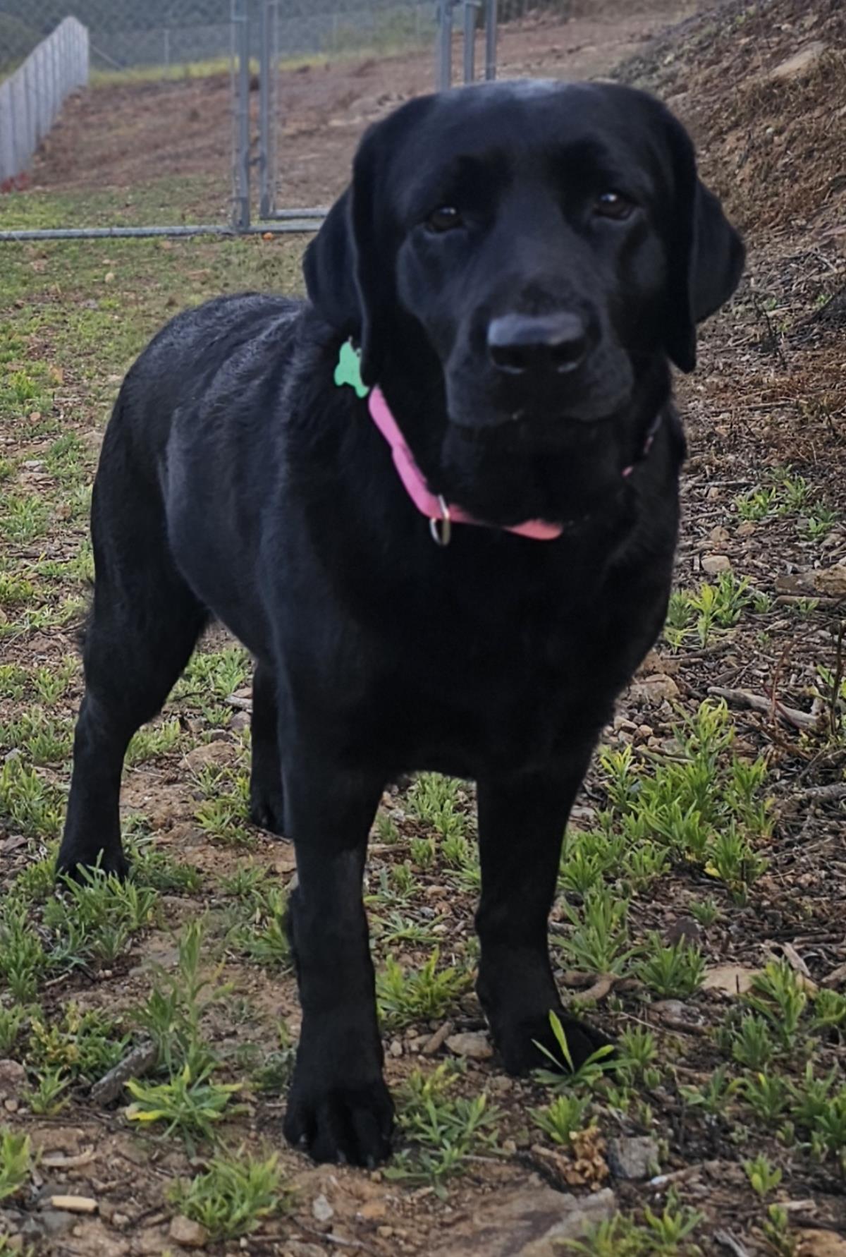 Piper