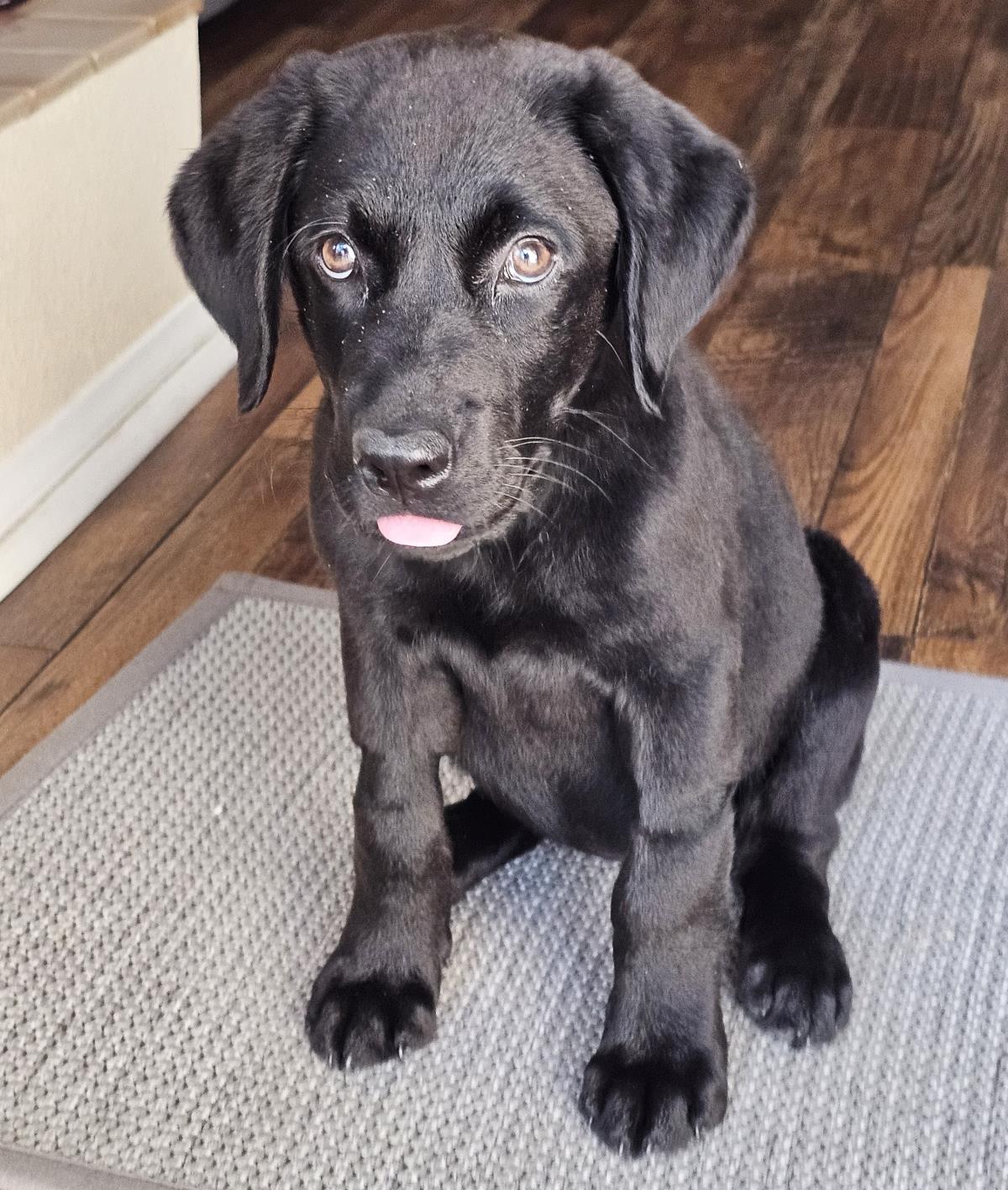 Cosmopolitan Puppy - Paris - Medical Hold