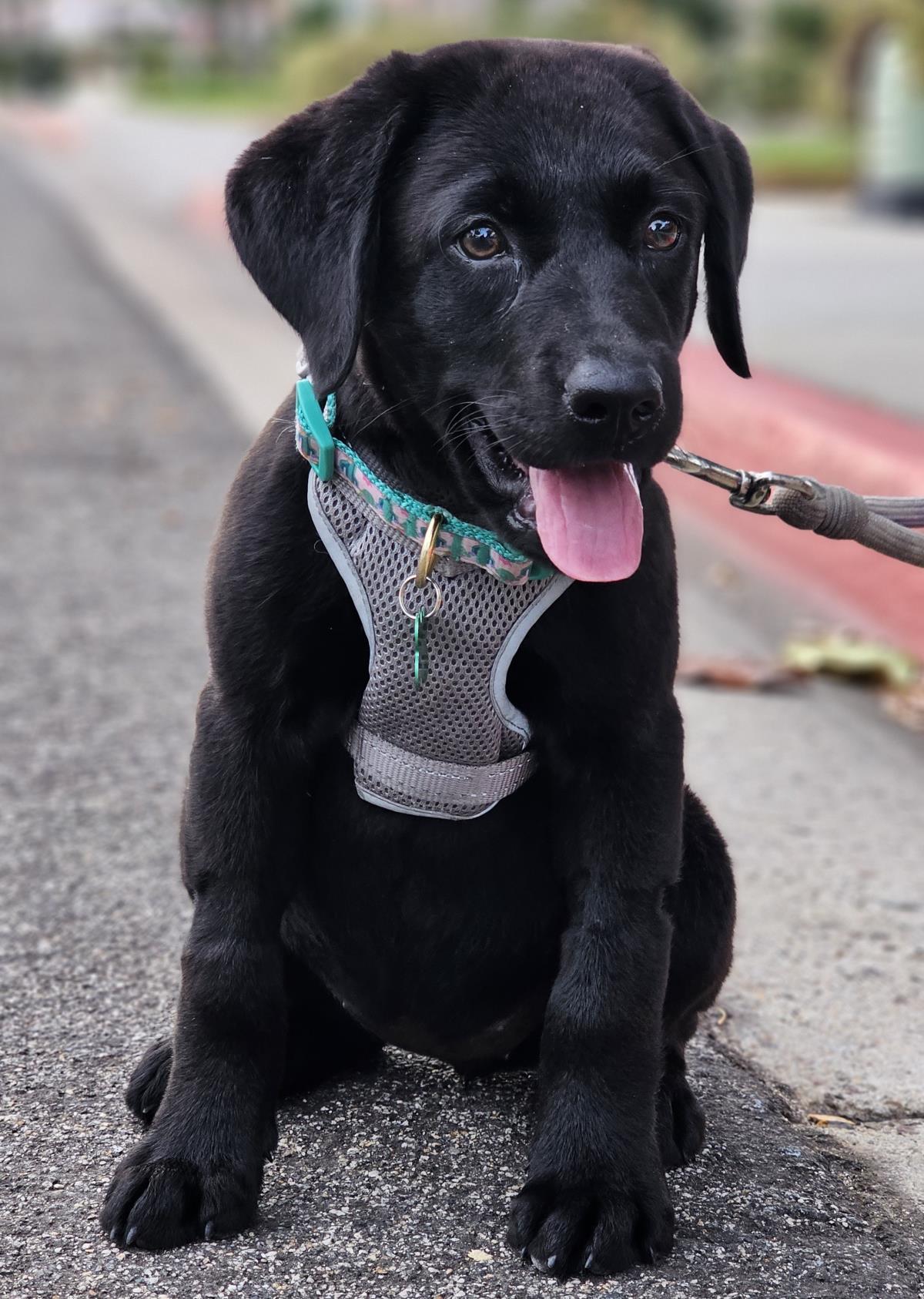 Cosmopolitan Puppy - Paris - Medical Hold