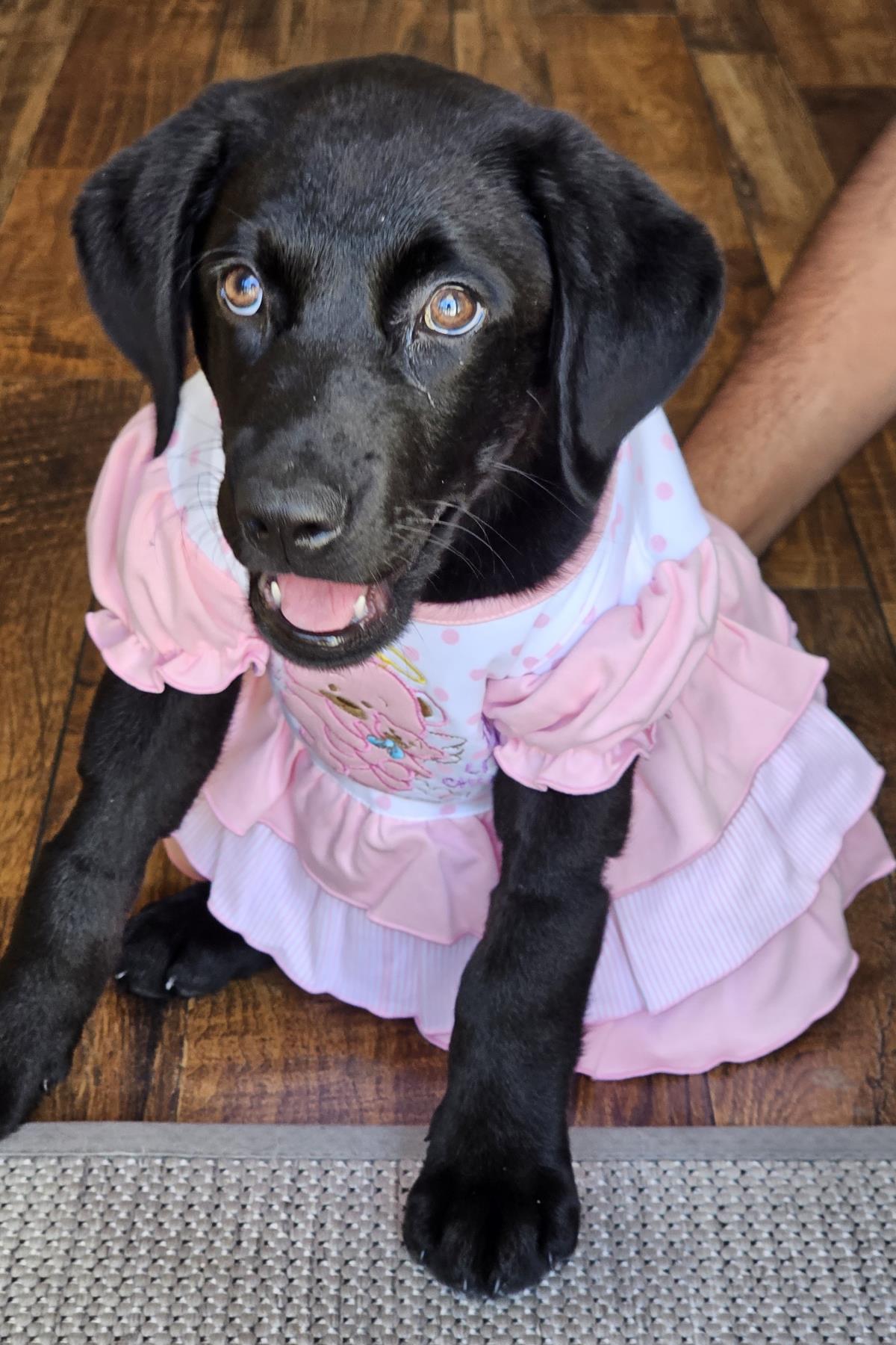 Cosmopolitan Puppy - Paris - Medical Hold