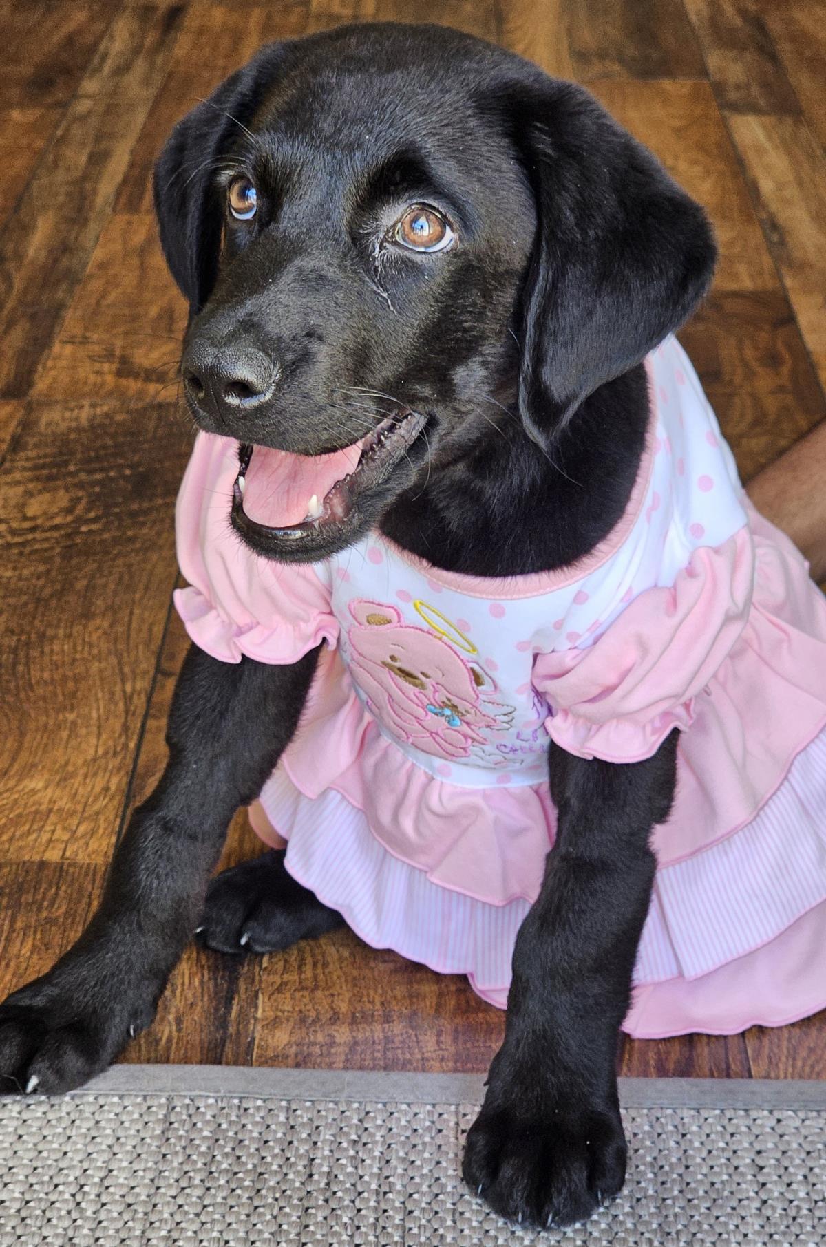 Cosmopolitan Puppy - Paris - Medical Hold
