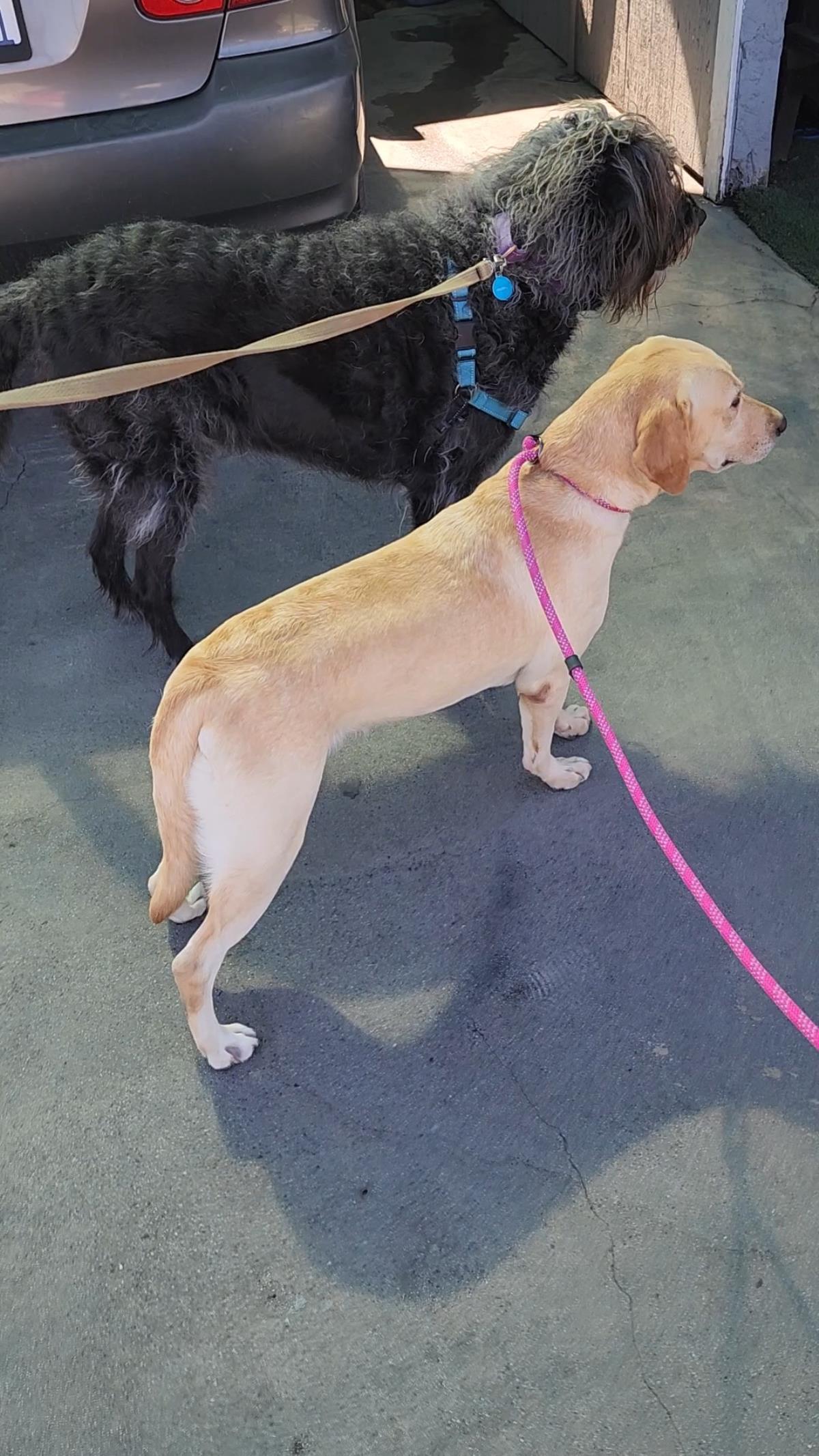 Chloe’s Sister - Cookie