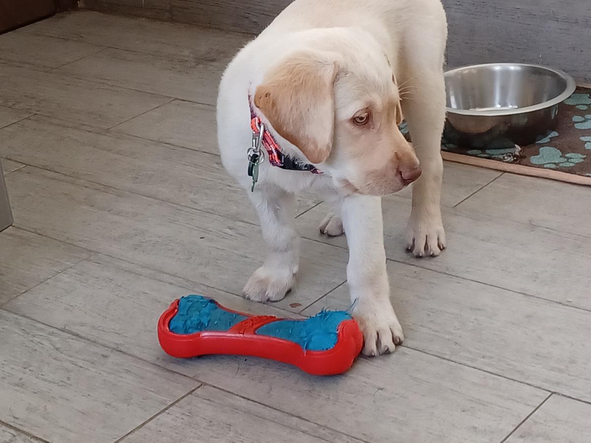 Chloe’s Puppy - Rosa - Adopted