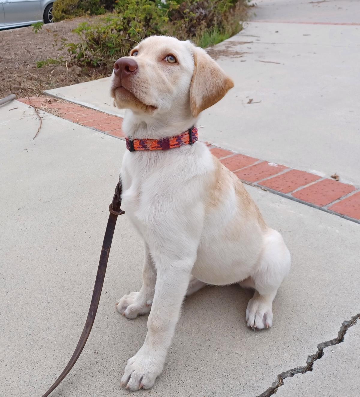 Chloe’s Puppy - Rosa - Adopted