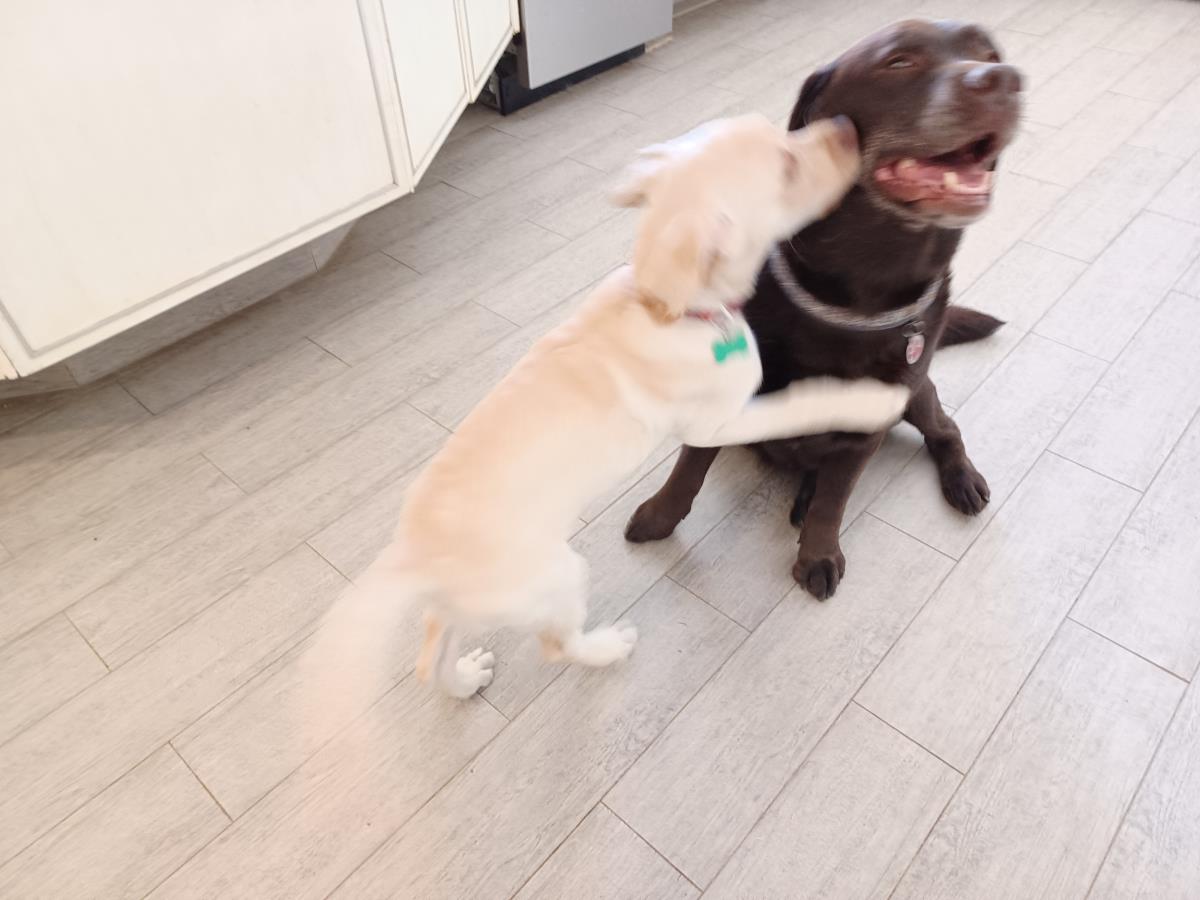 Chloe’s Puppy - Rosa - Adopted