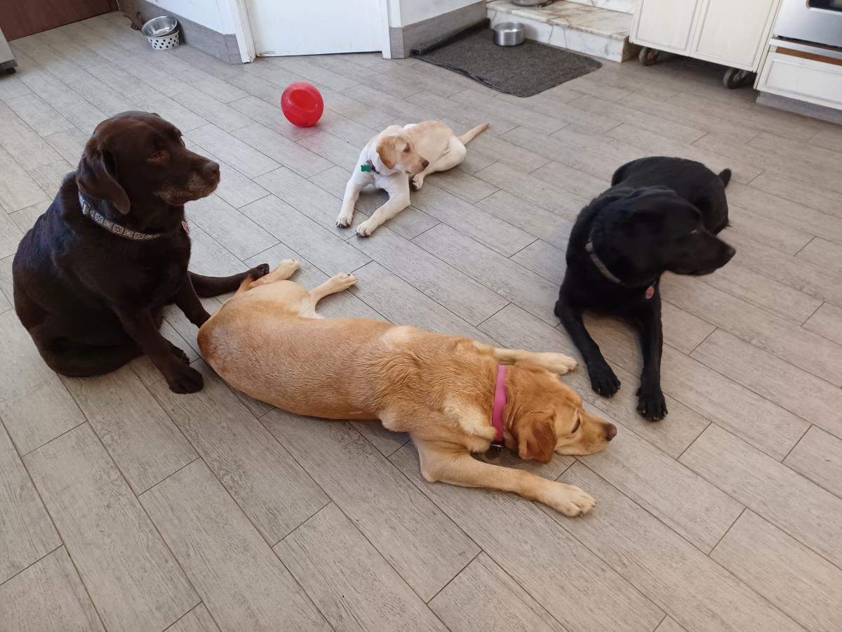 Chloe’s Puppy - Rosa - Adopted