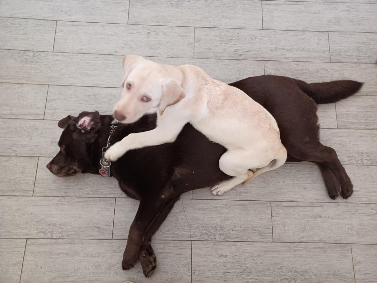 Chloe’s Puppy - Rosa - Adopted