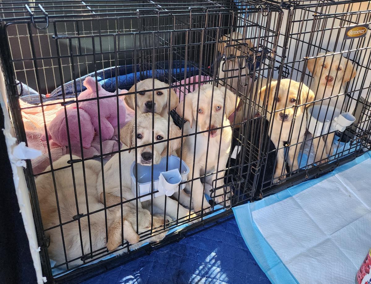 Chloe’s Puppy - Rosa