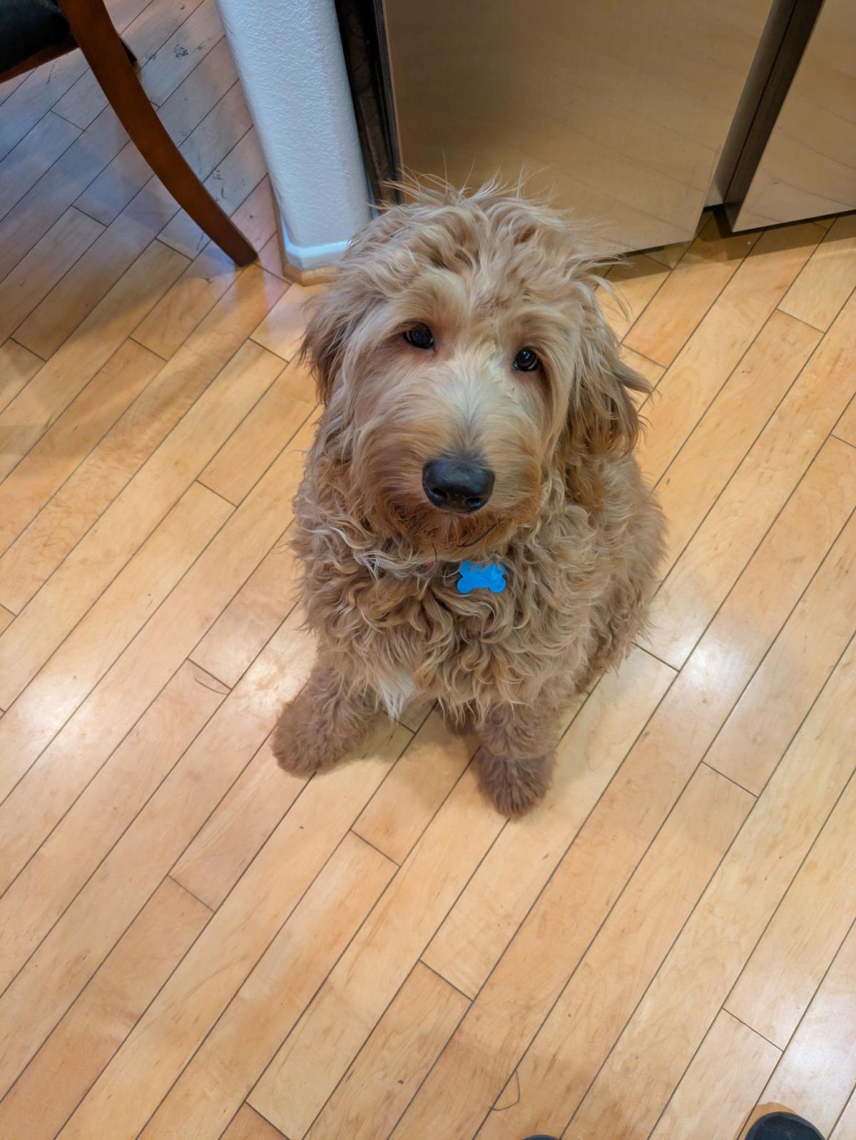 Goldie Hawn - Application List Full