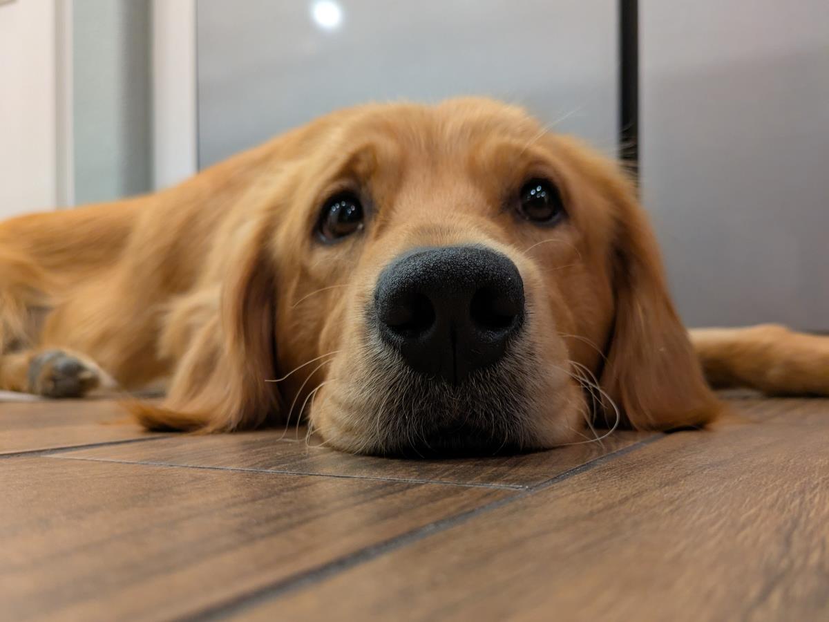 Penny