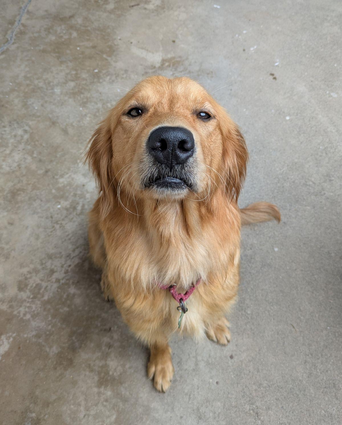 Penny