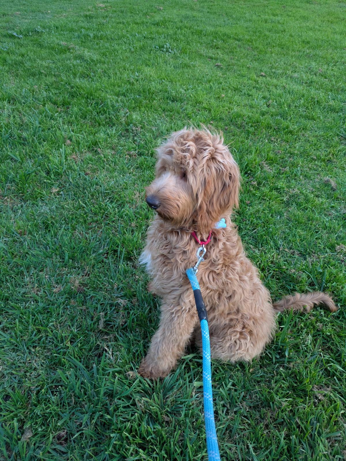 Goldie Hawn - Application List Full