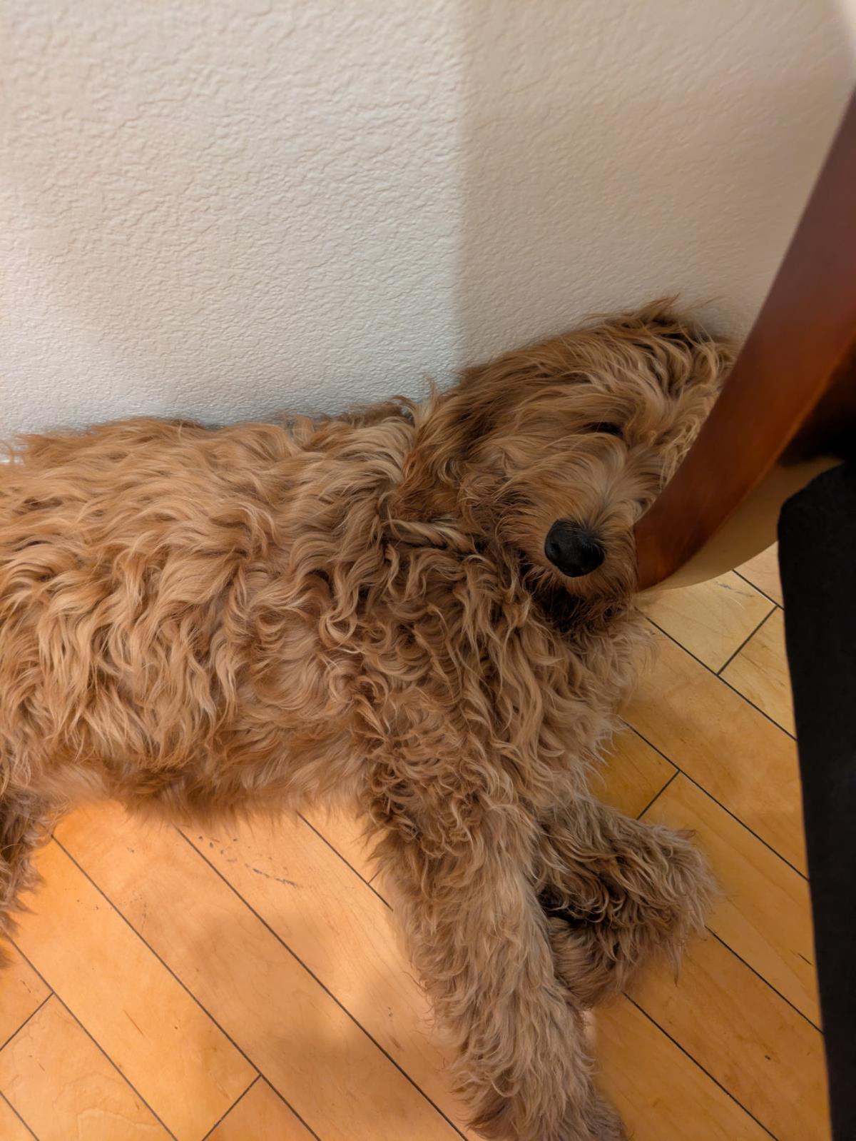 Goldie Hawn - Application List Full