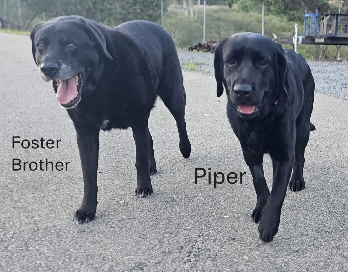Piper