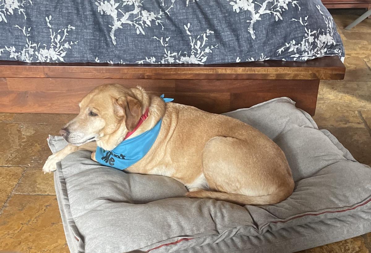 Bruno - Adopted