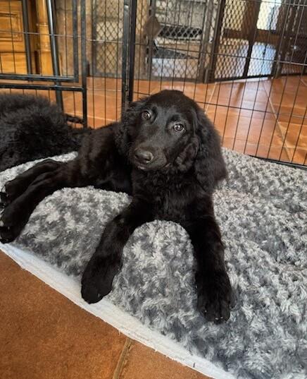Farm Puppy - Carly