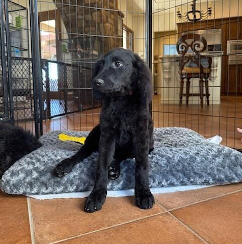 Farm Puppy - Carly