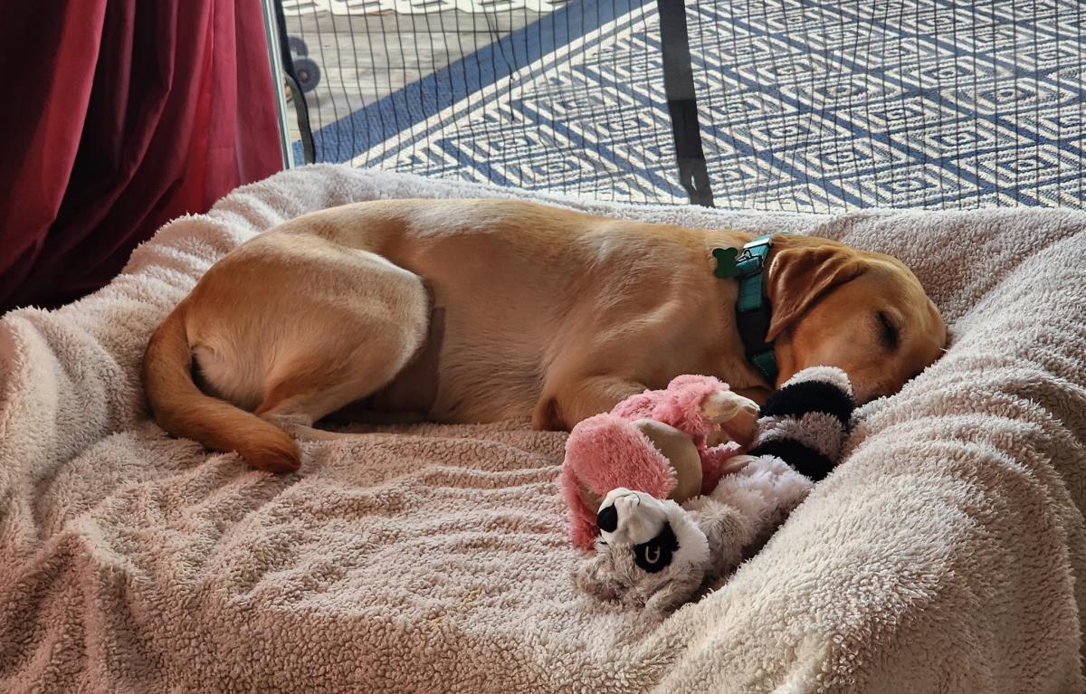 Chloe’s Sister - Cookie