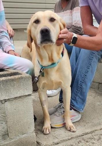 Chloe’s Sister - Cookie