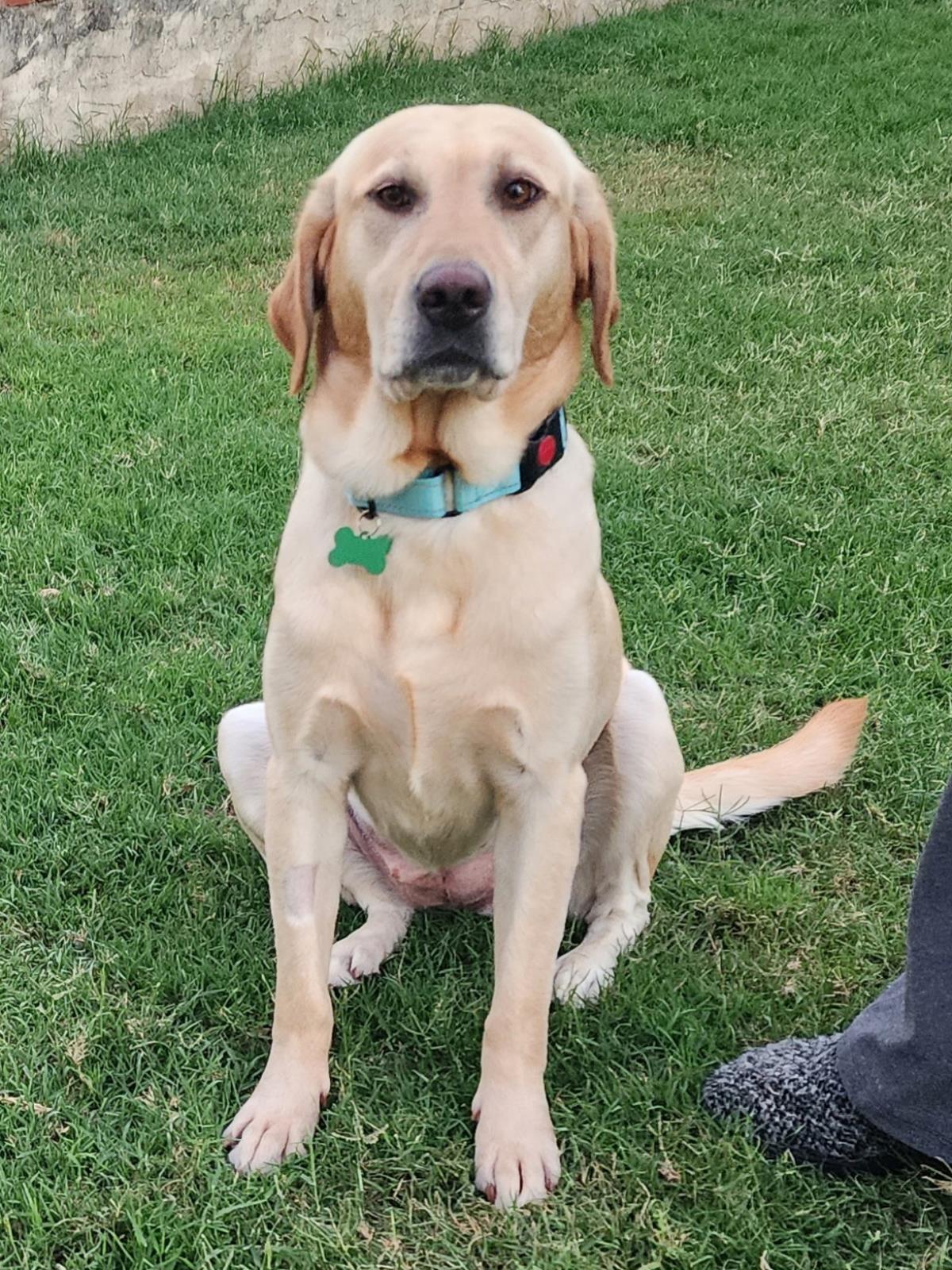Chloe’s Sister - Cookie