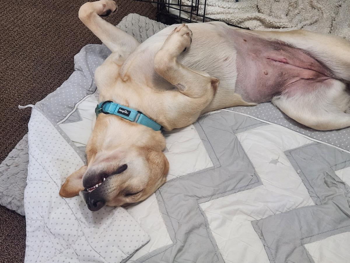 Chloe’s Sister - Cookie