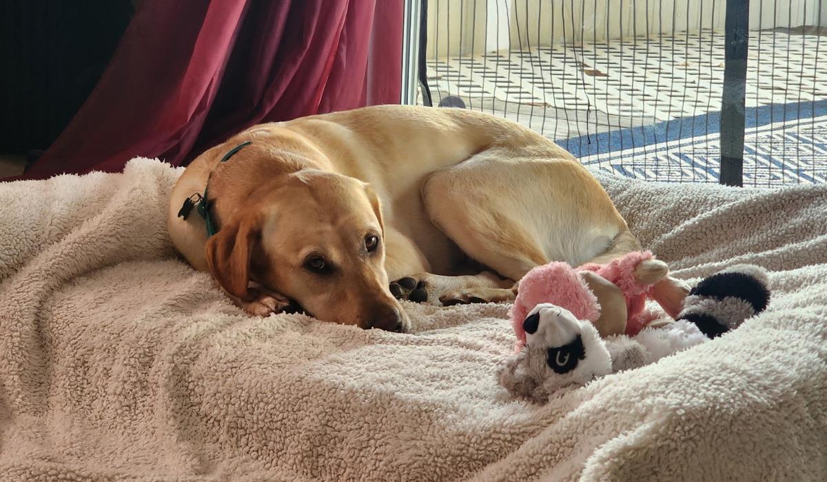 Chloe’s Sister - Cookie