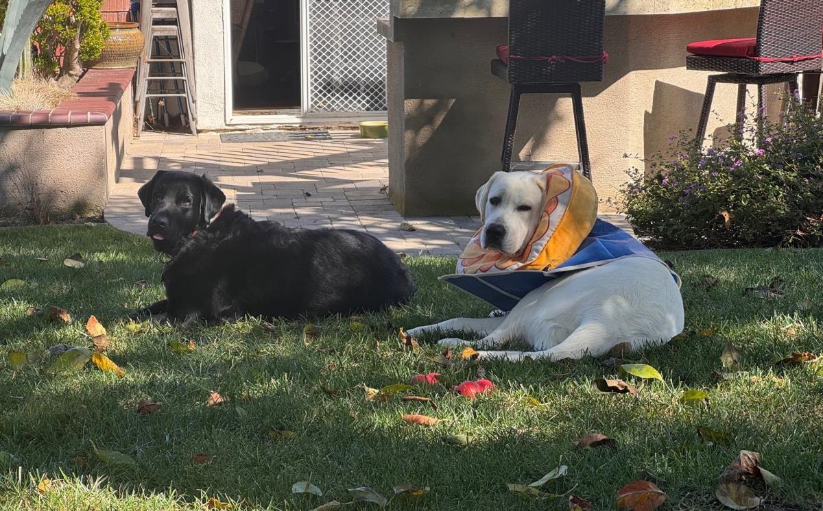 Cupid - Medical Hold