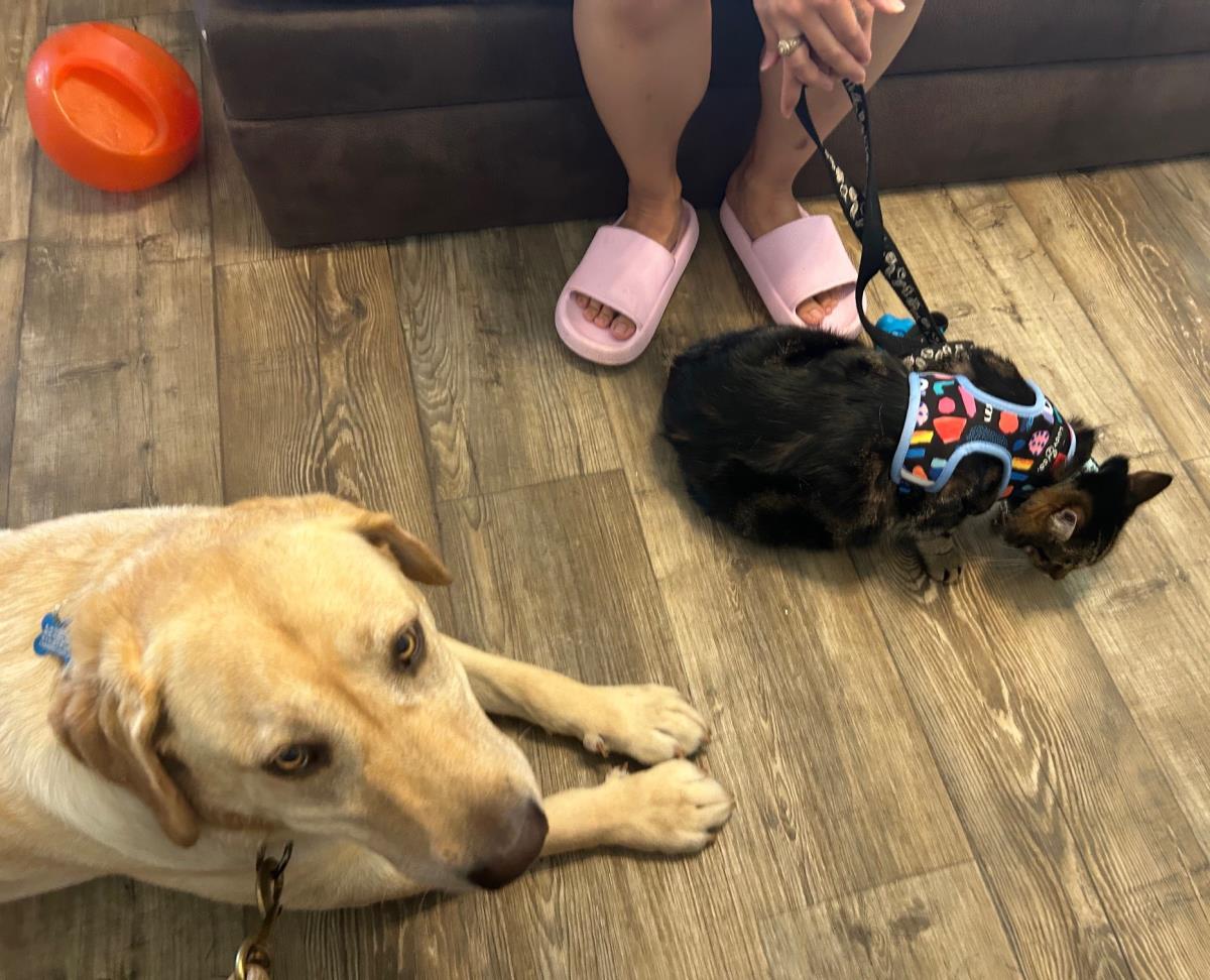 Daisy - Adopted