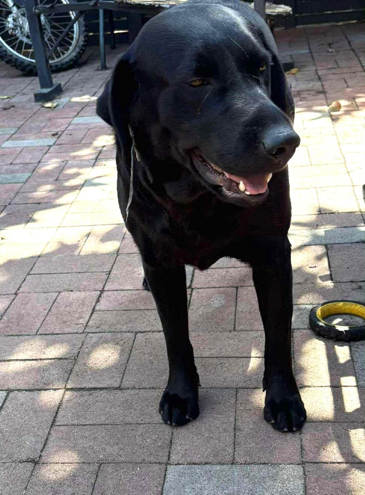 Dash - Adopted