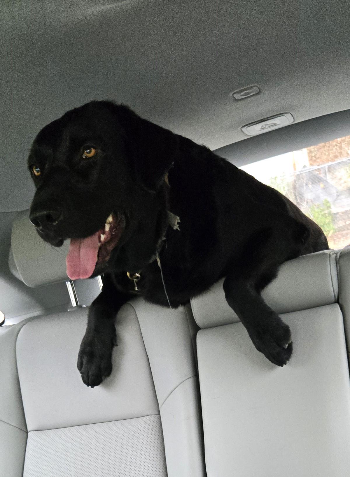 Dash - Adopted