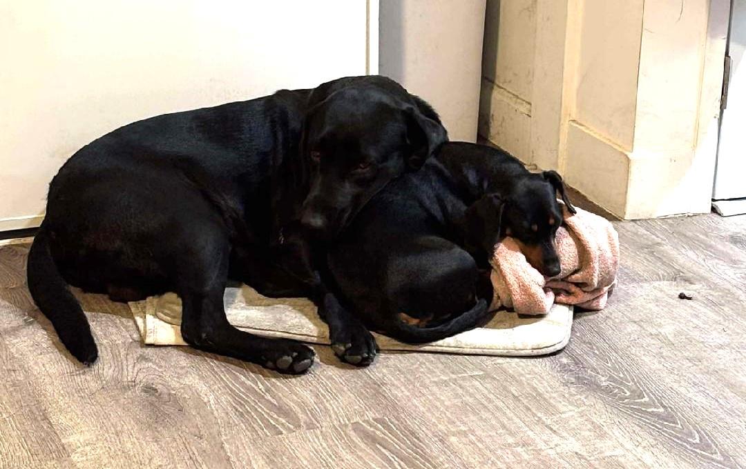 Dash - Adopted