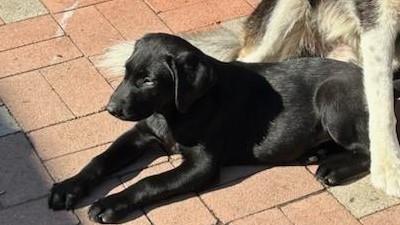 Dash - Adopted