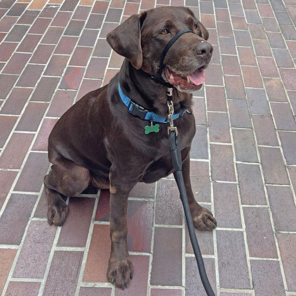 Snickers
