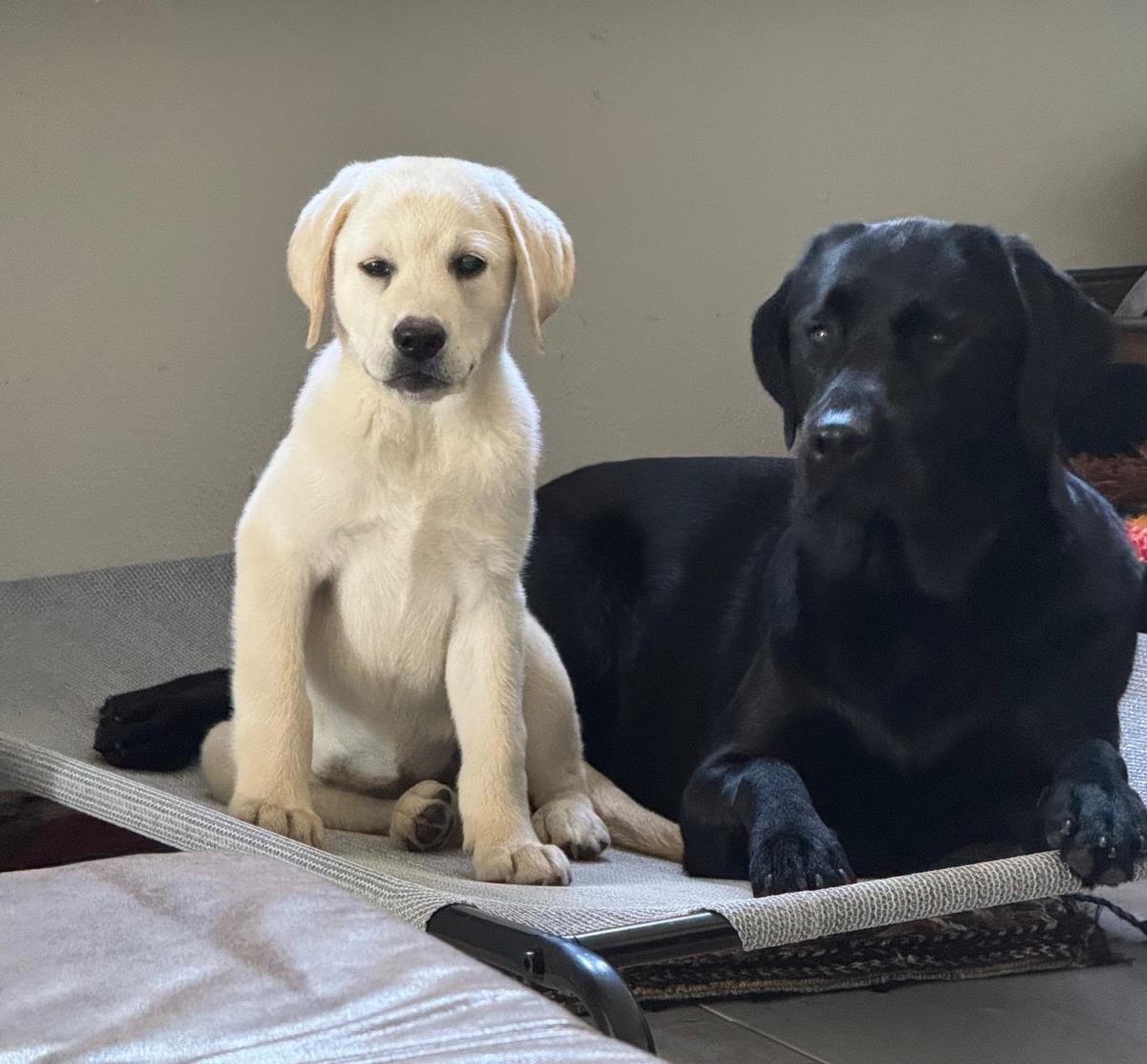 Cosmopolitan Puppy -Geneva - Adopted