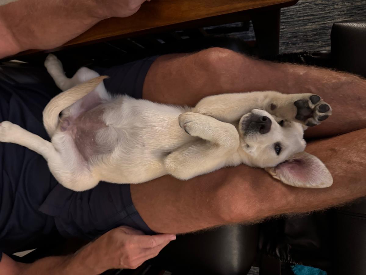 Cosmopolitan Puppy -Geneva - Adopted
