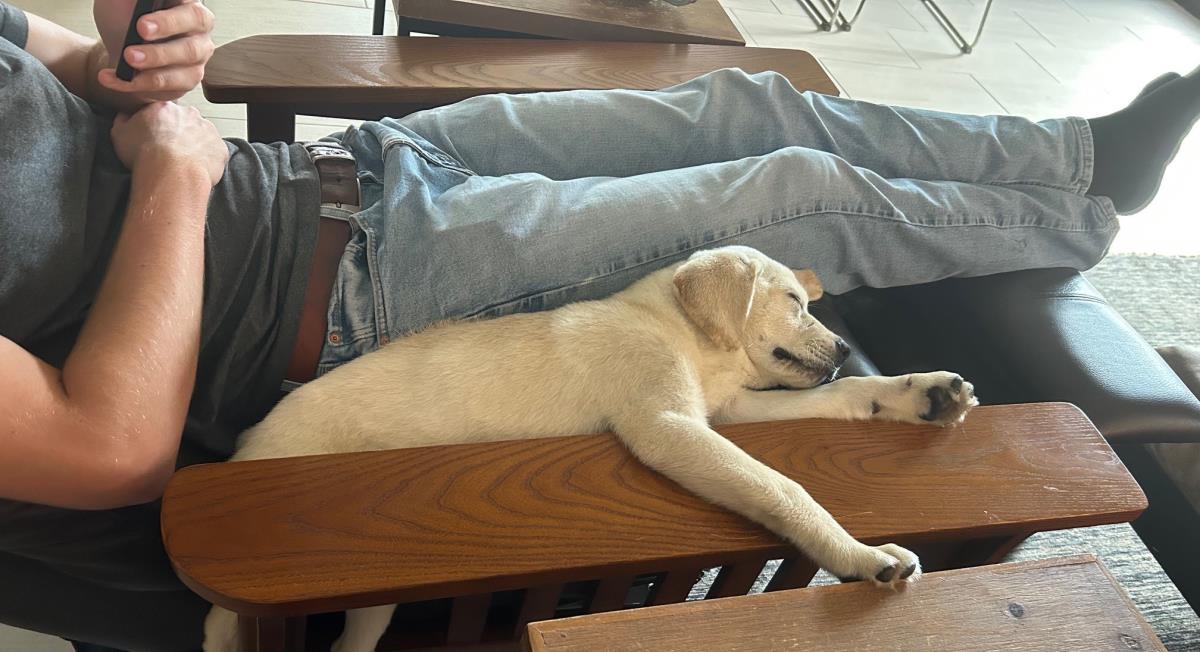 Cosmopolitan Puppy -Geneva - Adopted