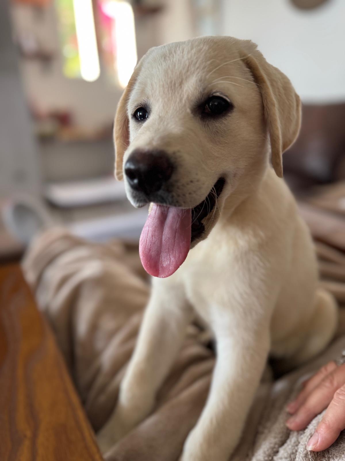 Cosmopolitan Puppy -Geneva - Adopted