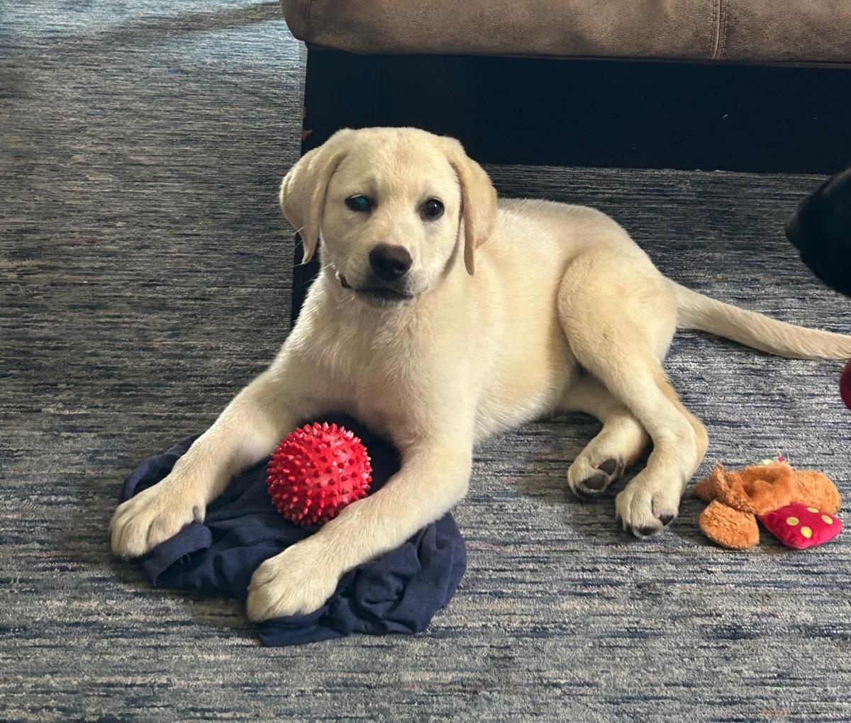 Cosmopolitan Puppy -Geneva - Adopted