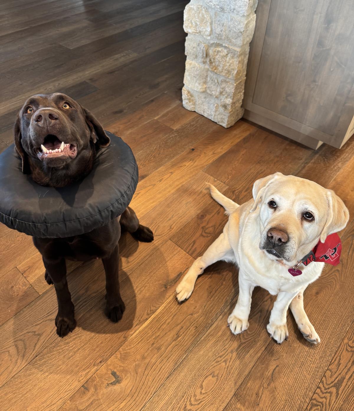 Goose - Adoption in Progress