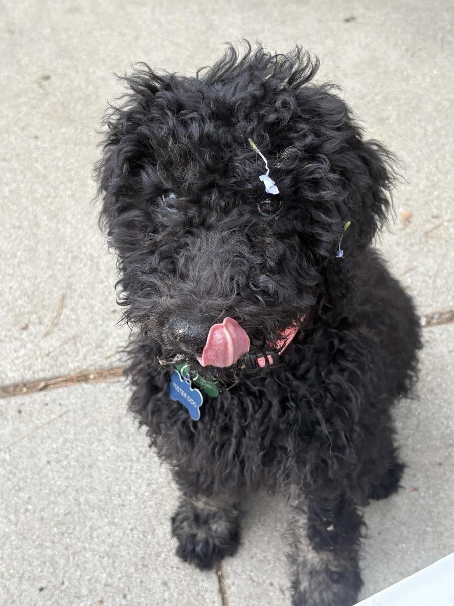 Farm Puppy - Carrie 