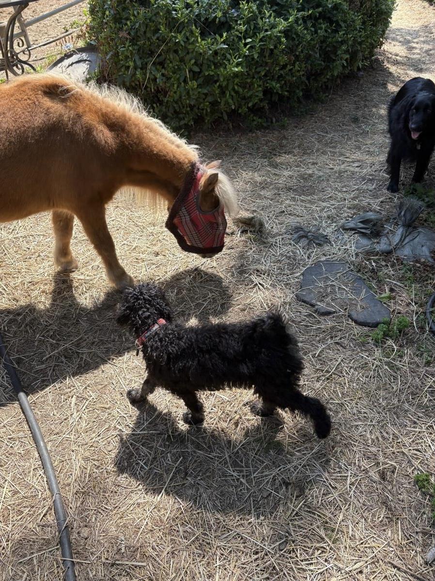 Farm Puppy - Carrie 