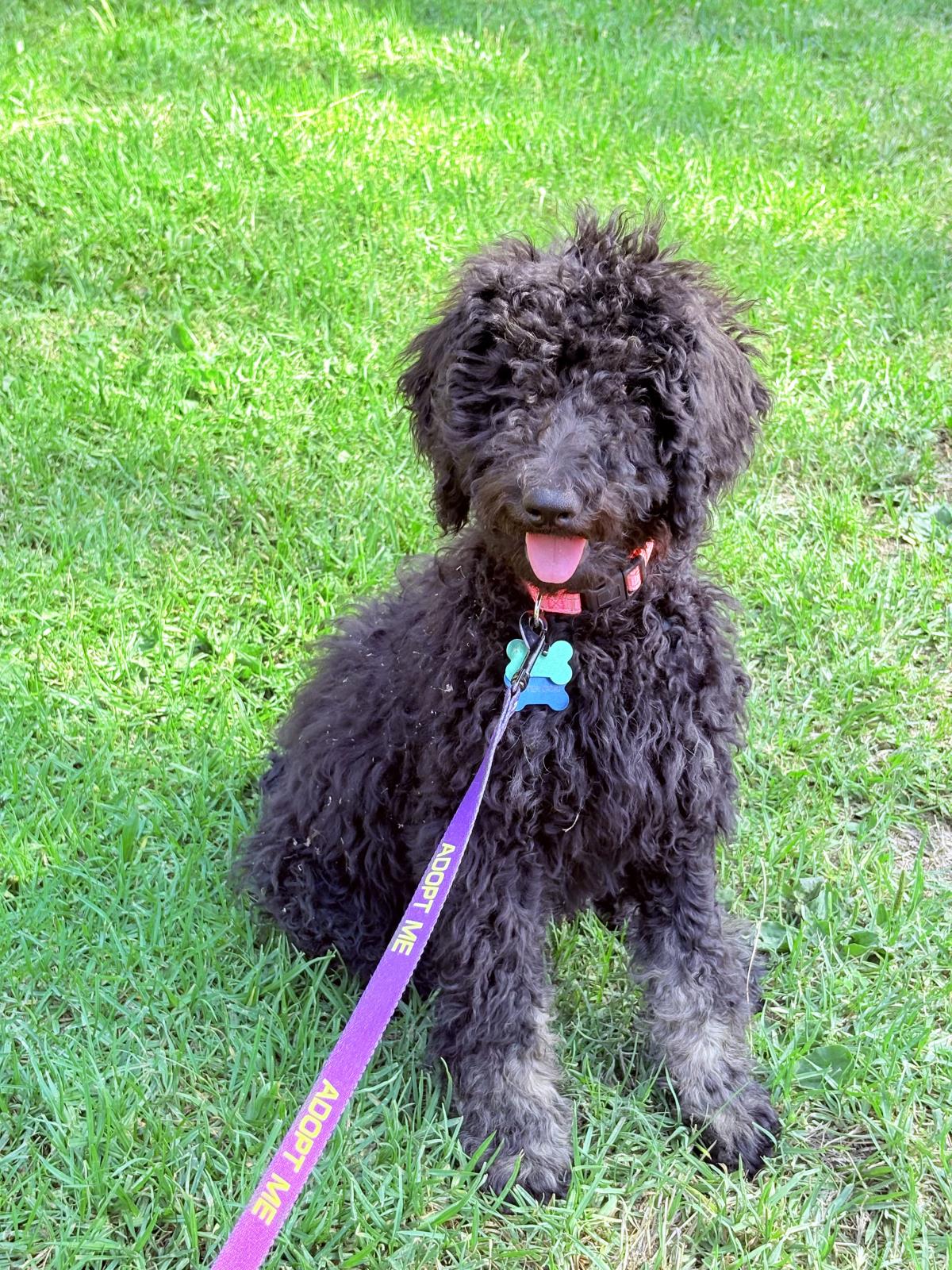 Farm Puppy - Carrie 
