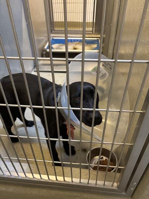 Laverne - Adopted